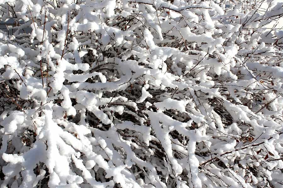 Snow-covered branches